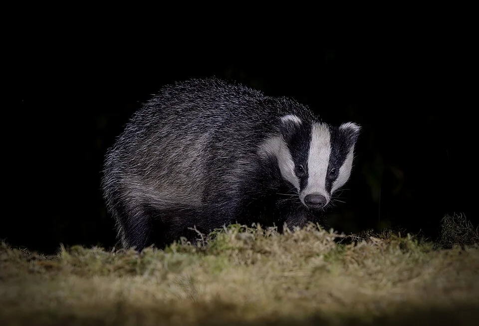 European badger foraging after dark, showing its black and white face
