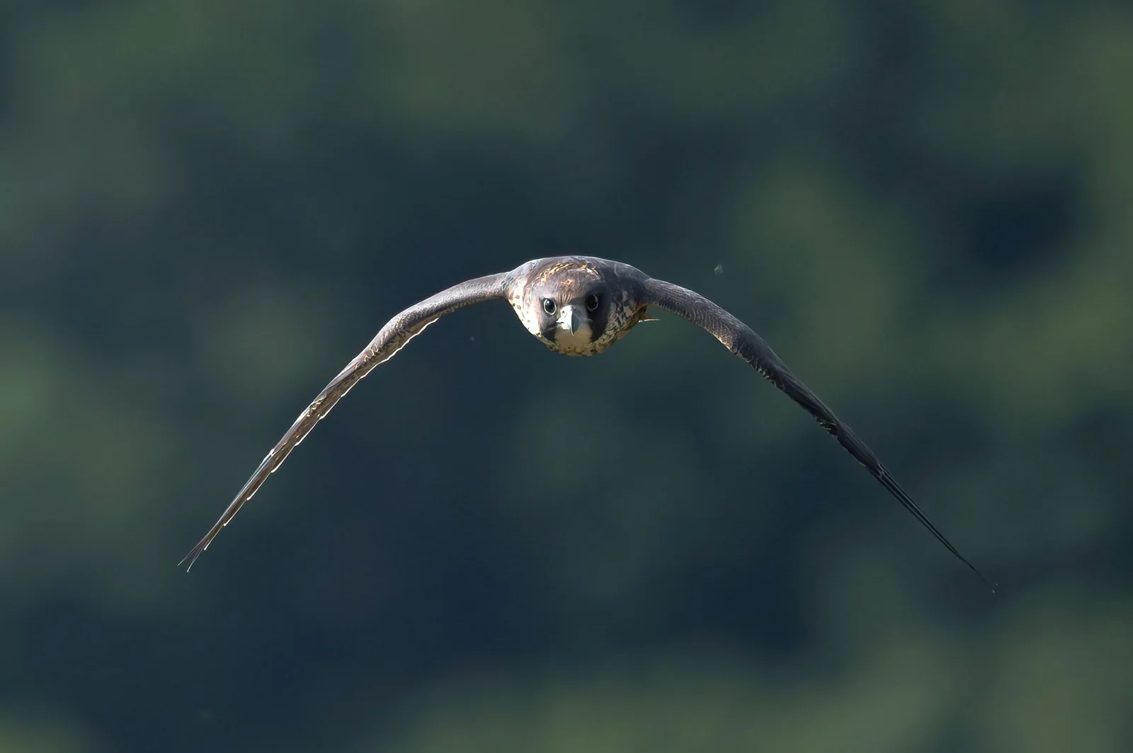 Peregrine falcon flying directly toward the camera above a soft green background
