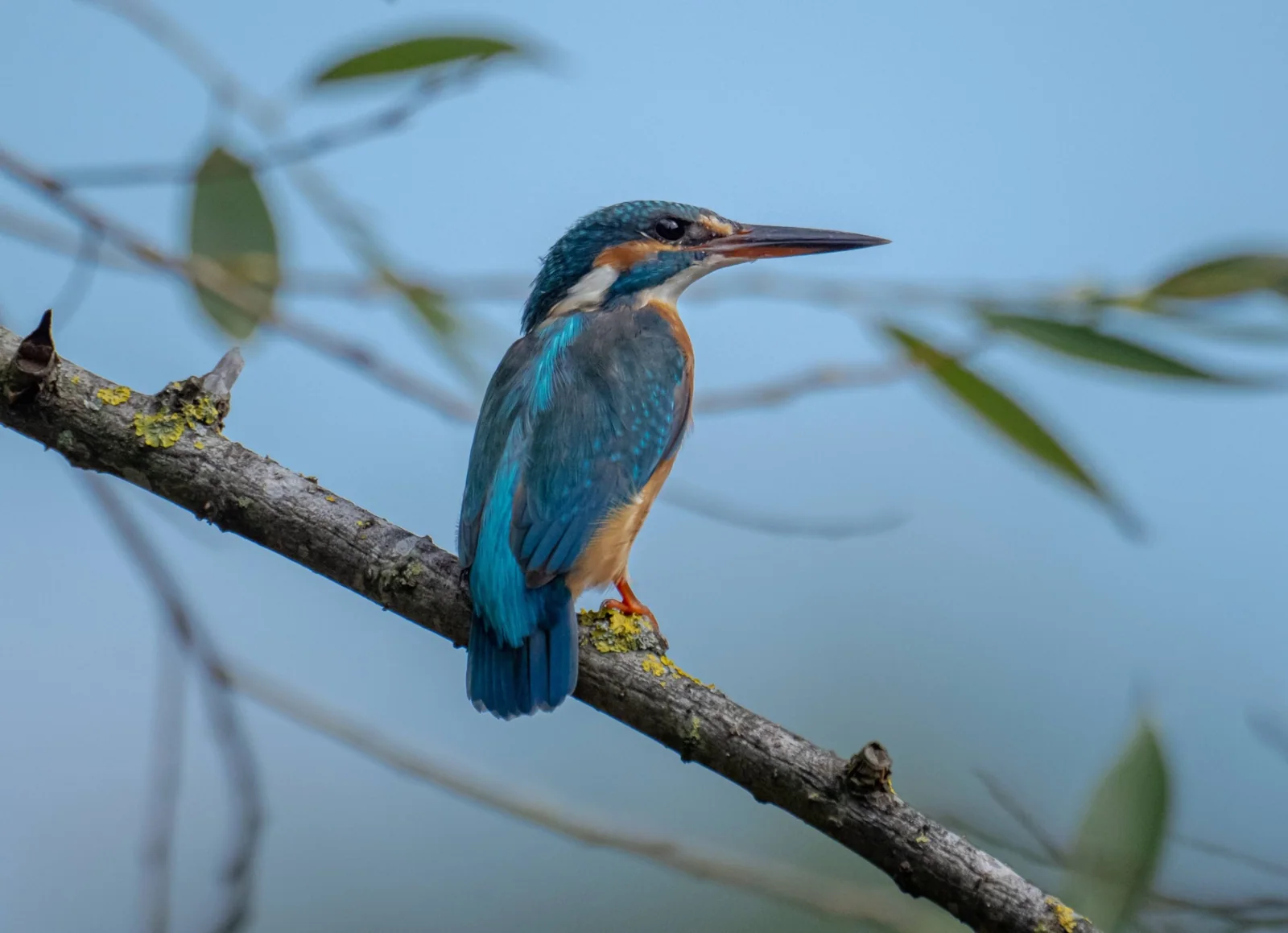 Brilliant blue and orange common kingfisher perched above blue water