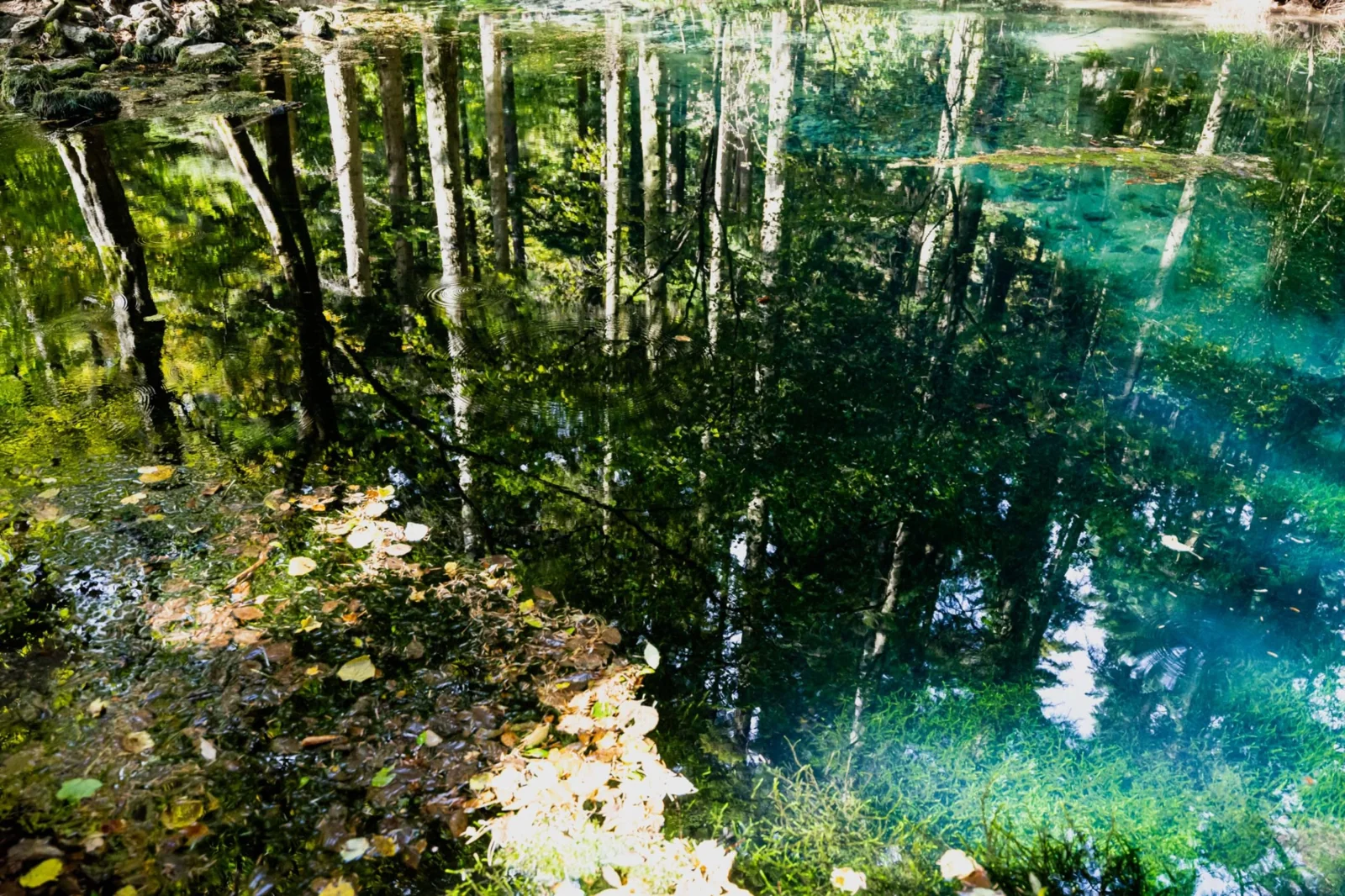 Reflexiile pădurii în lacul Ochiul Beiului