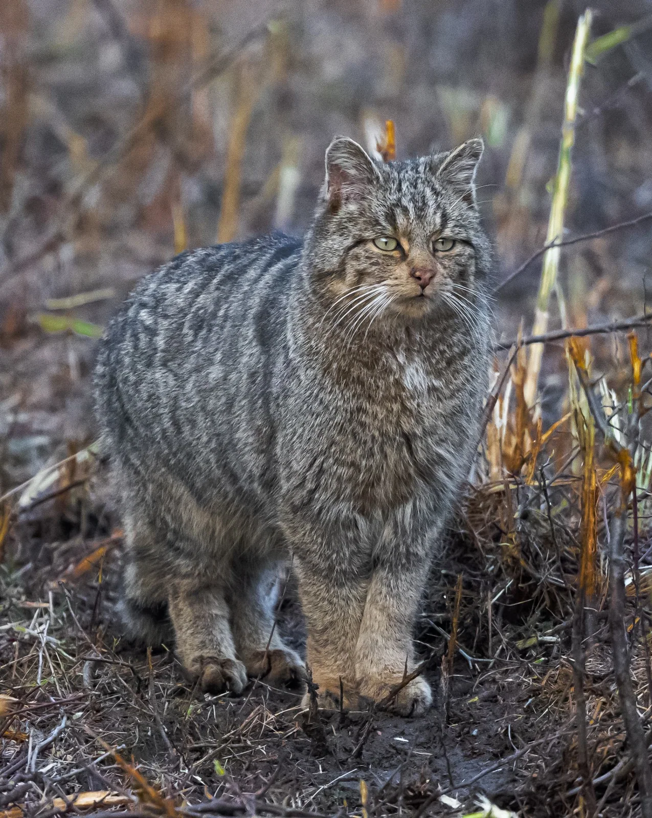 European wildcat standing alert among leaves and woodland branches
