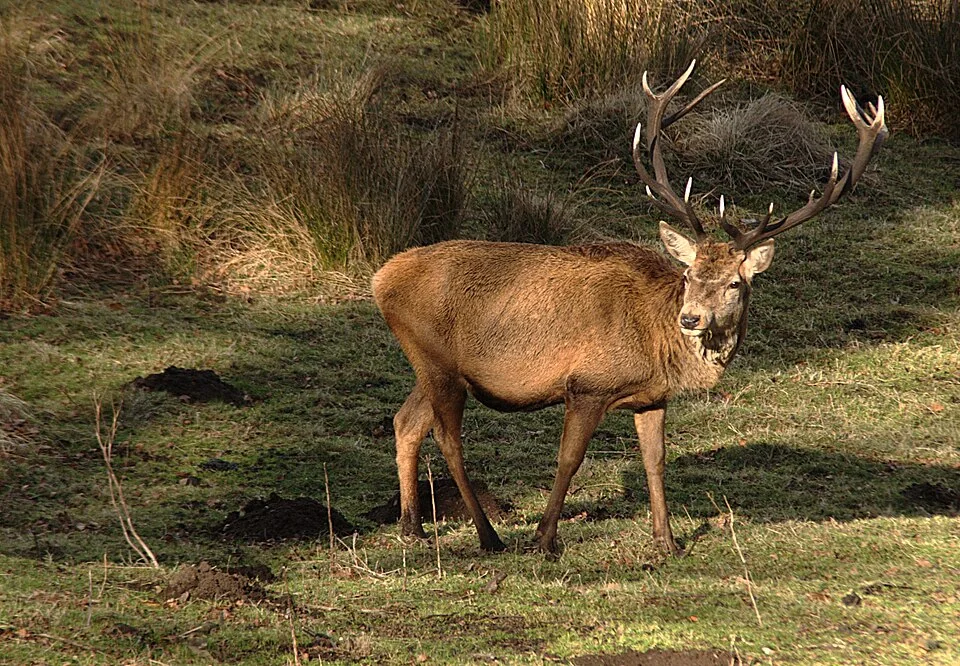 Red deer stag with branching antlers standing beside woodland